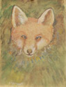 Young fox